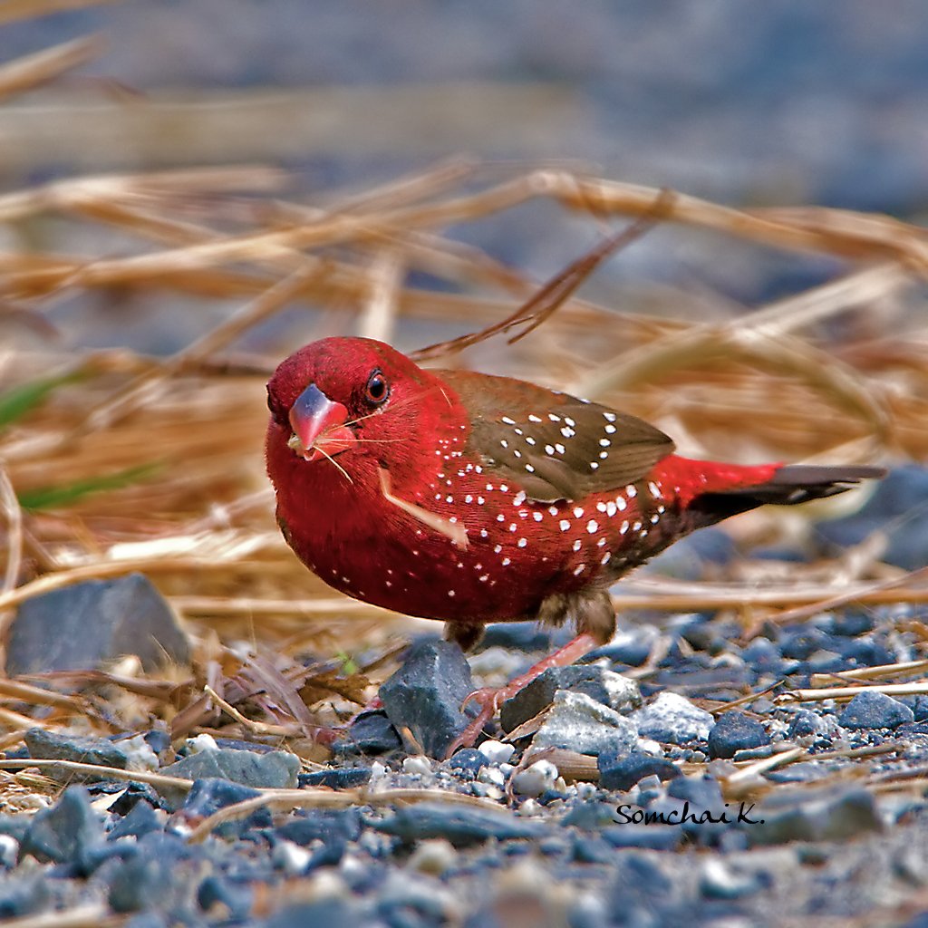 Краснохвостый астрильд