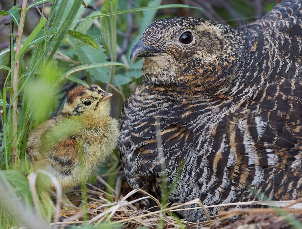 Тетерка с птенцами