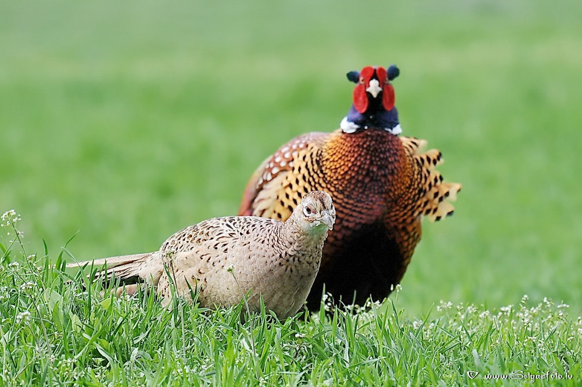 Фазан Крымский птенец