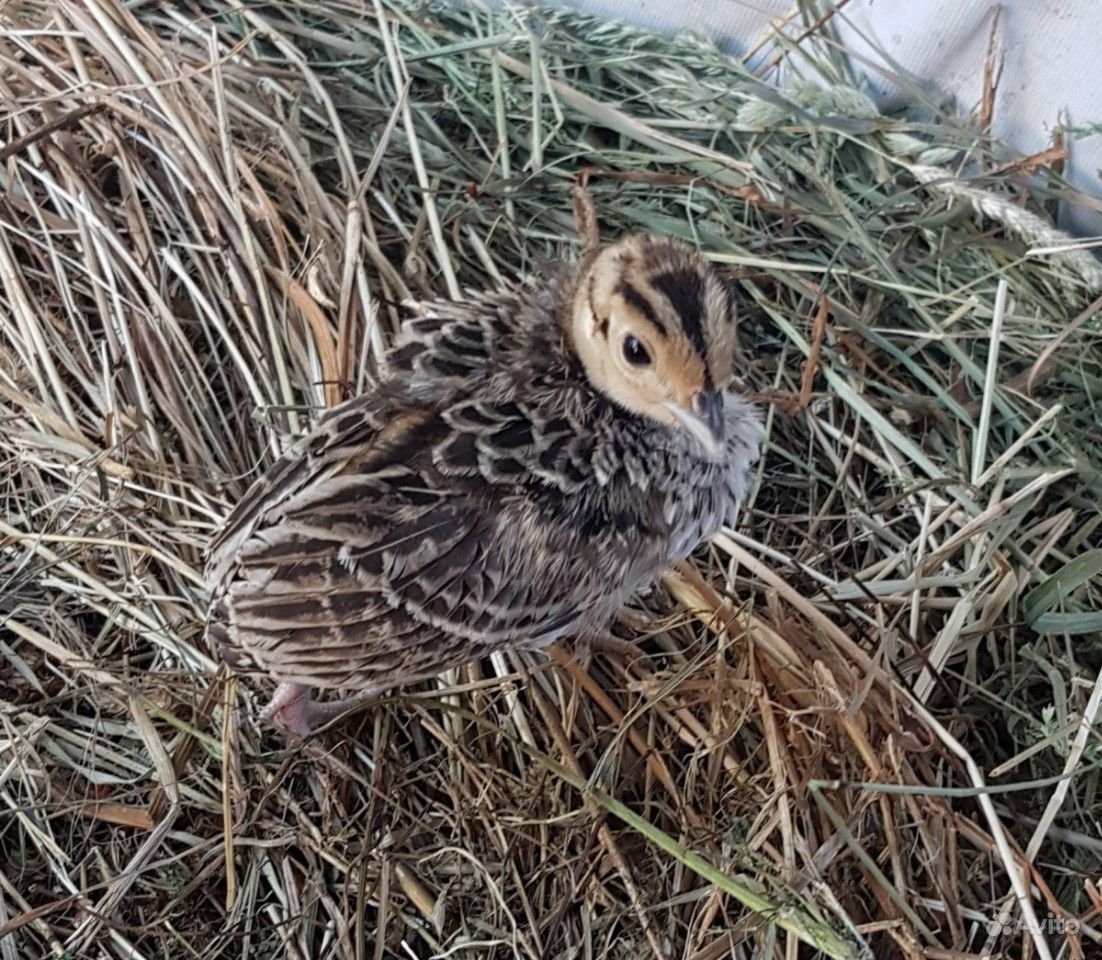Птенец фазана