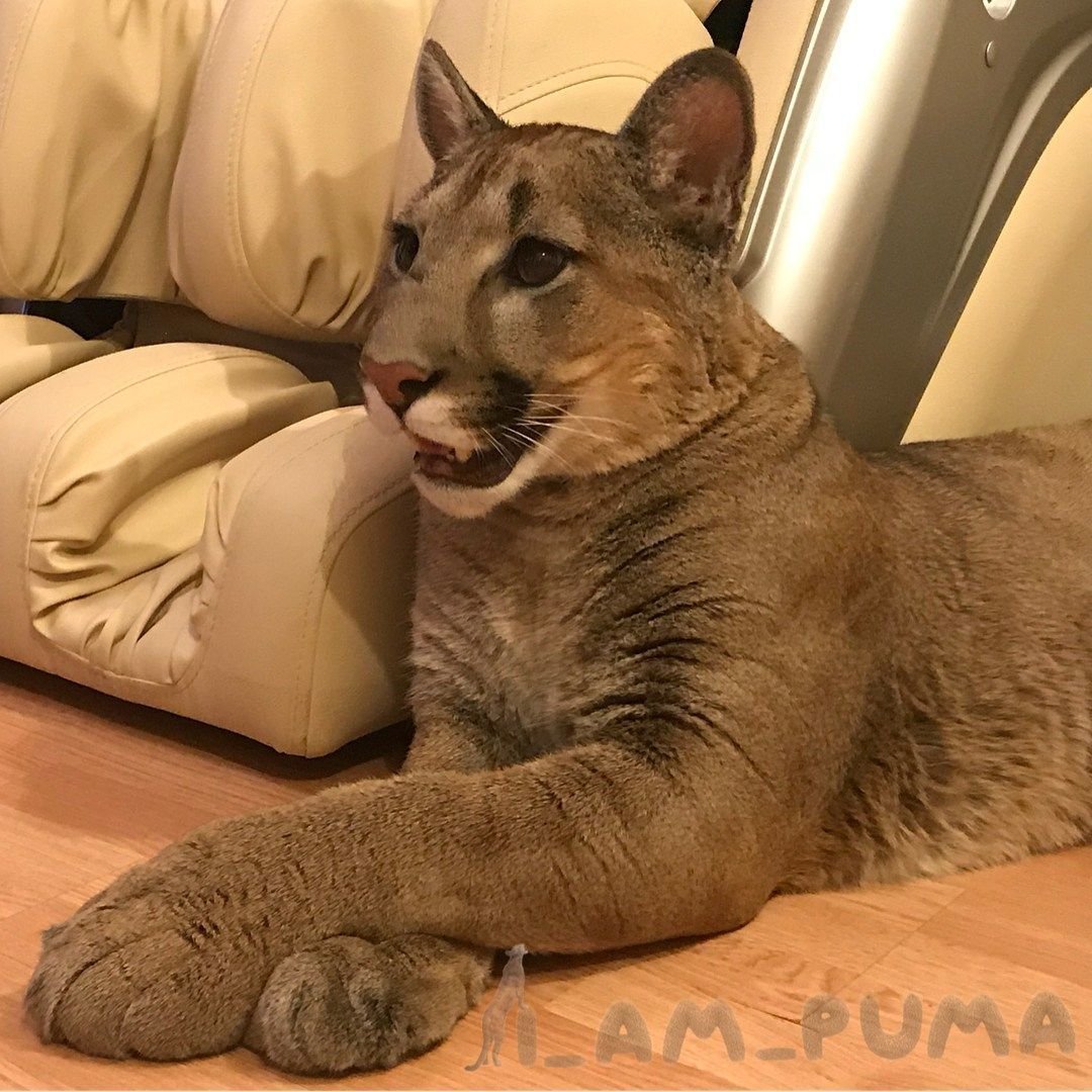 Порода Пума