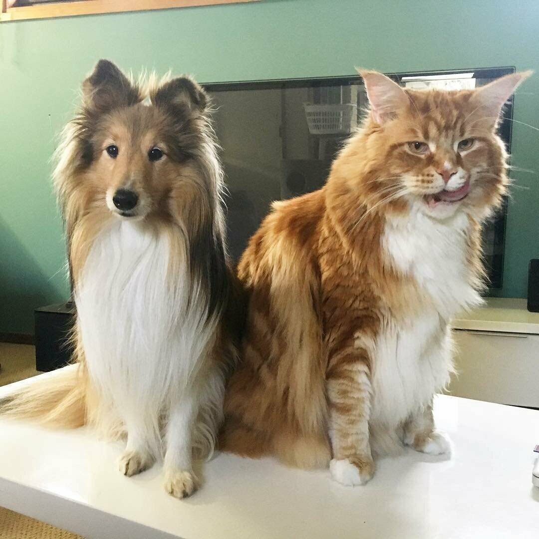 Кот гигант Мейн кун