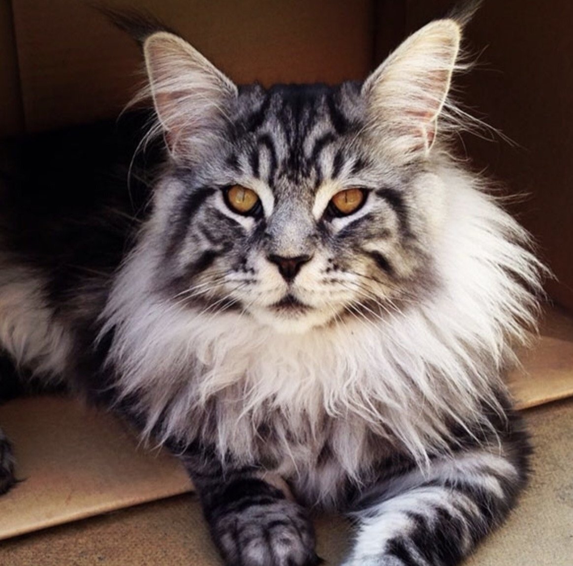 Кошка Мейн кун