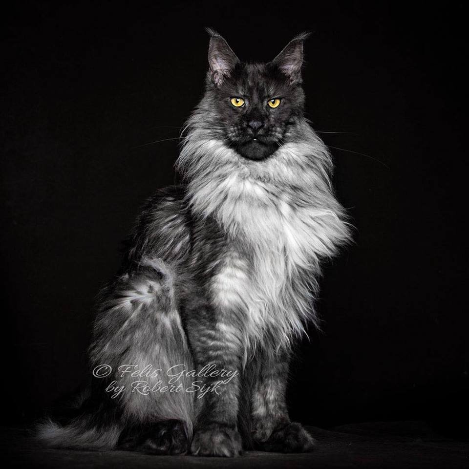 Мейн кун Блэк Смок