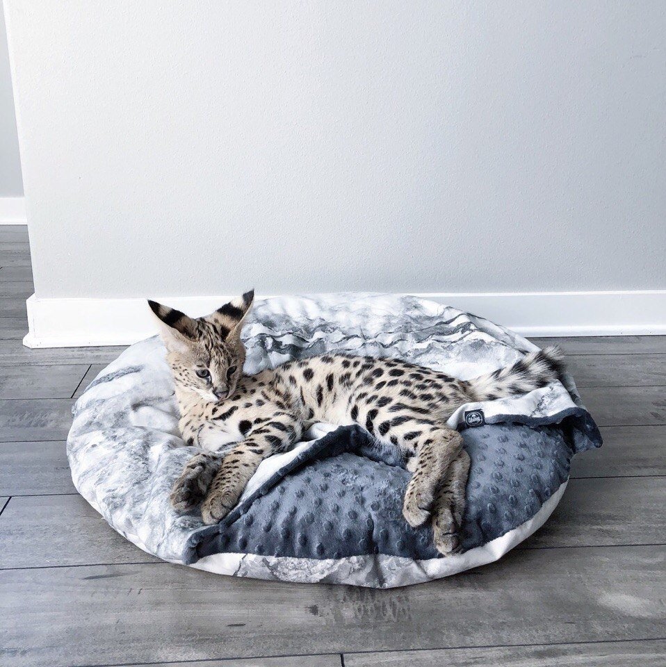 Кошка за 1000000