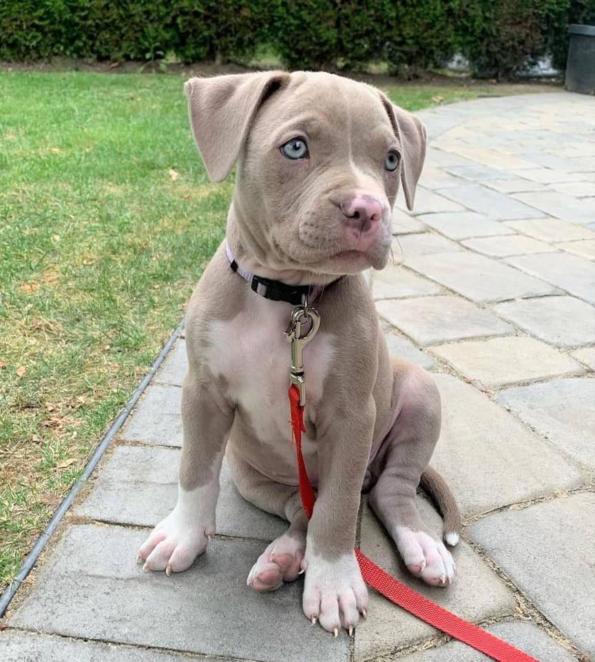 Королевский питбуль