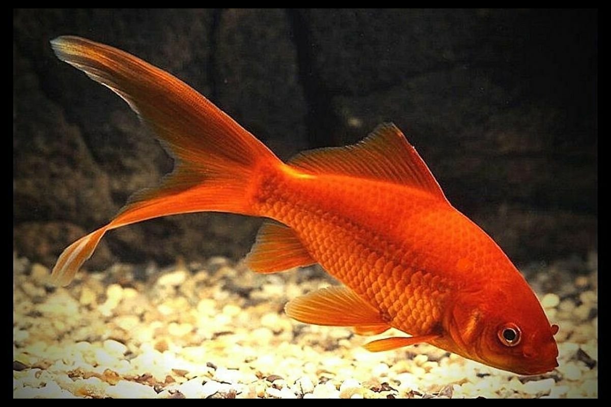 Золотые аквариумные рыбки Комета