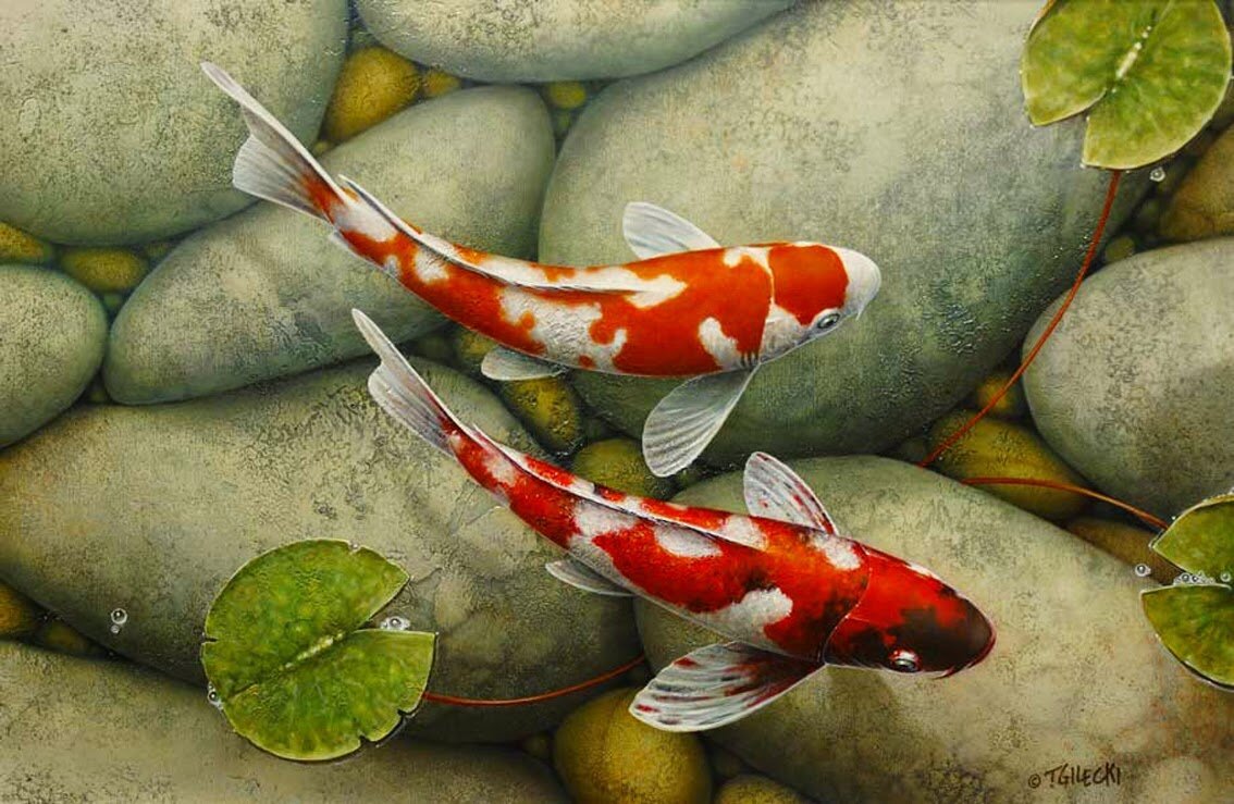 Китайский Карп кои