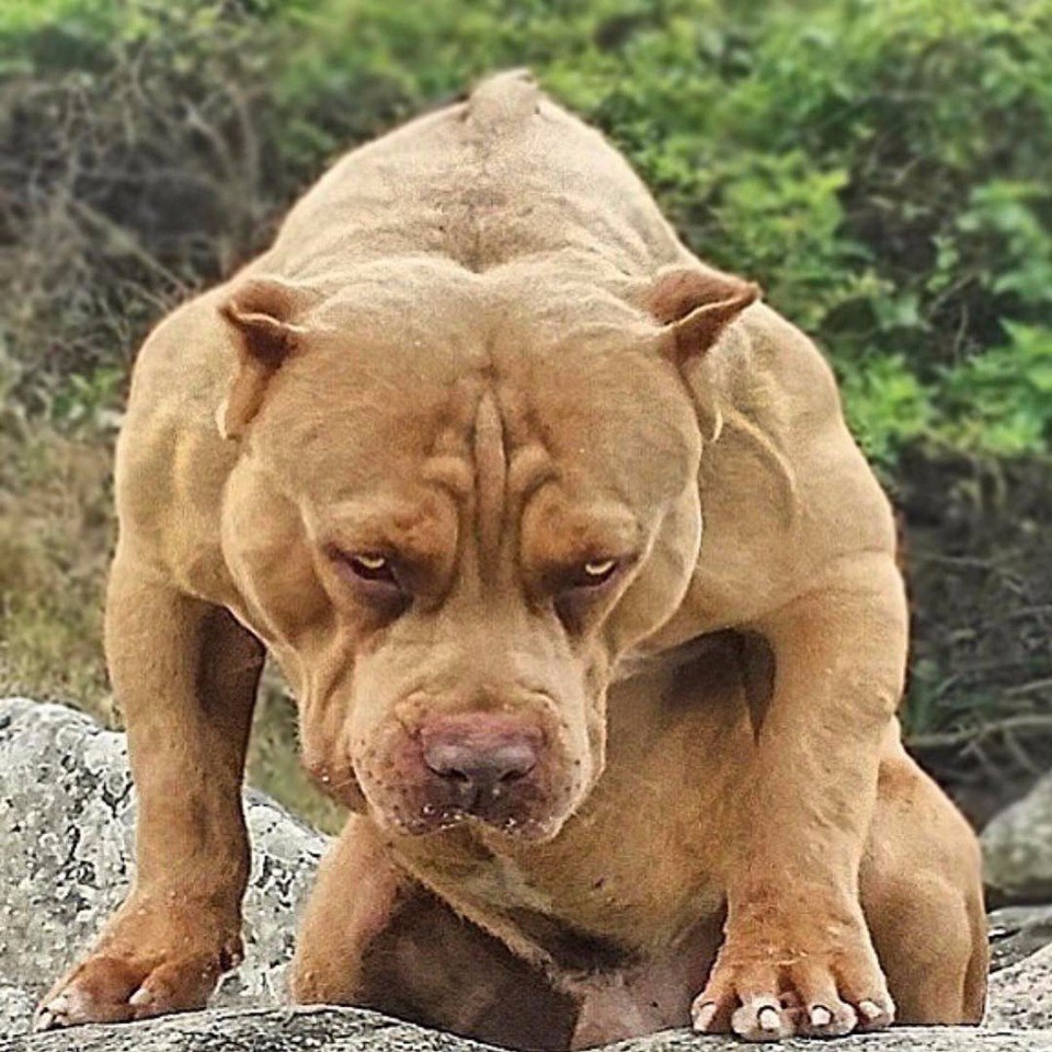 Питбуль собака убийца щенки