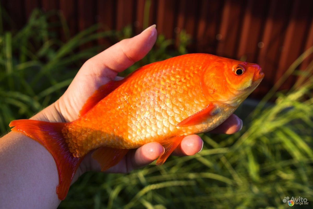 Карась красный (Carassius auratus auratus)