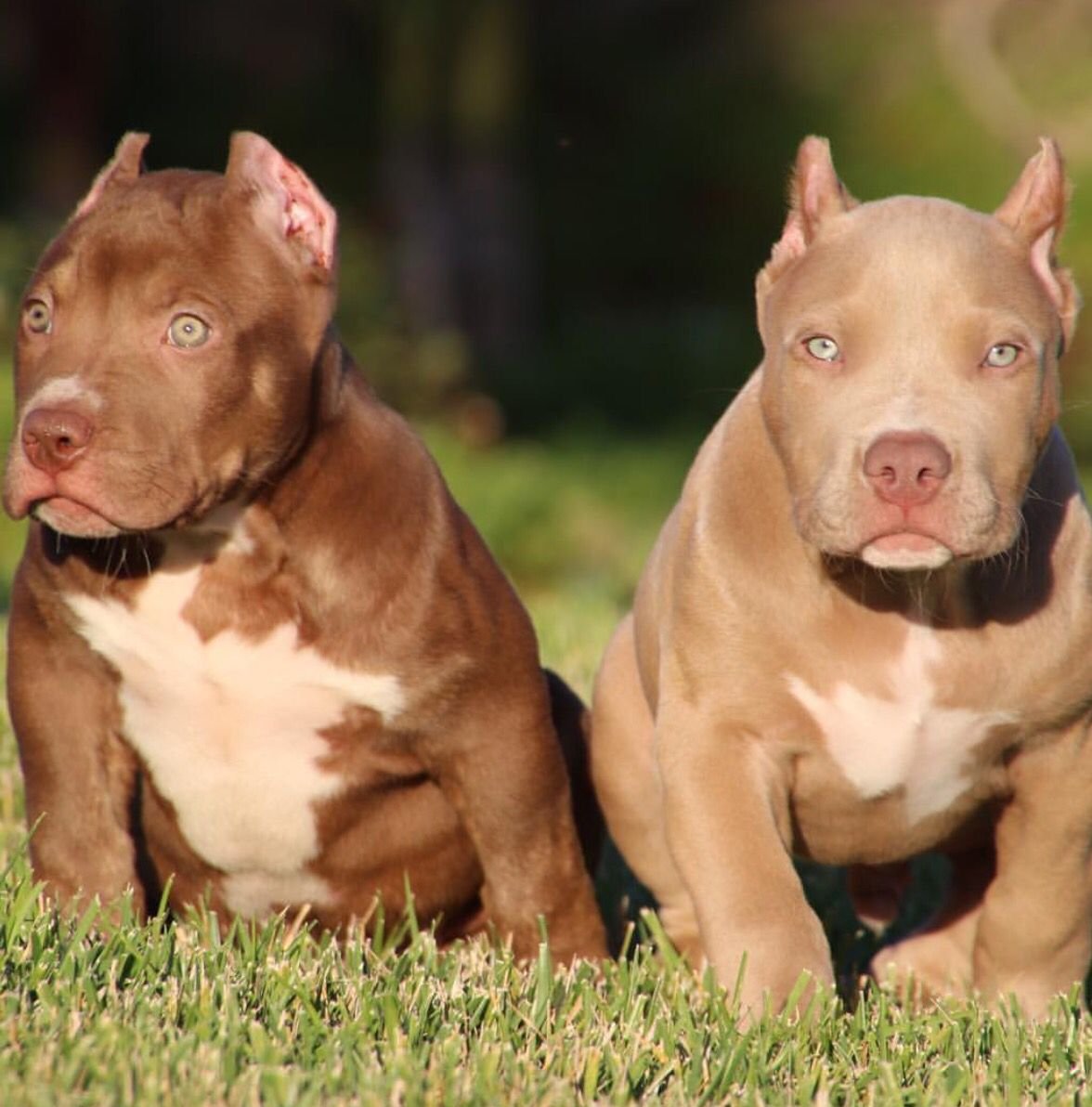 Американский бандог и амстафф