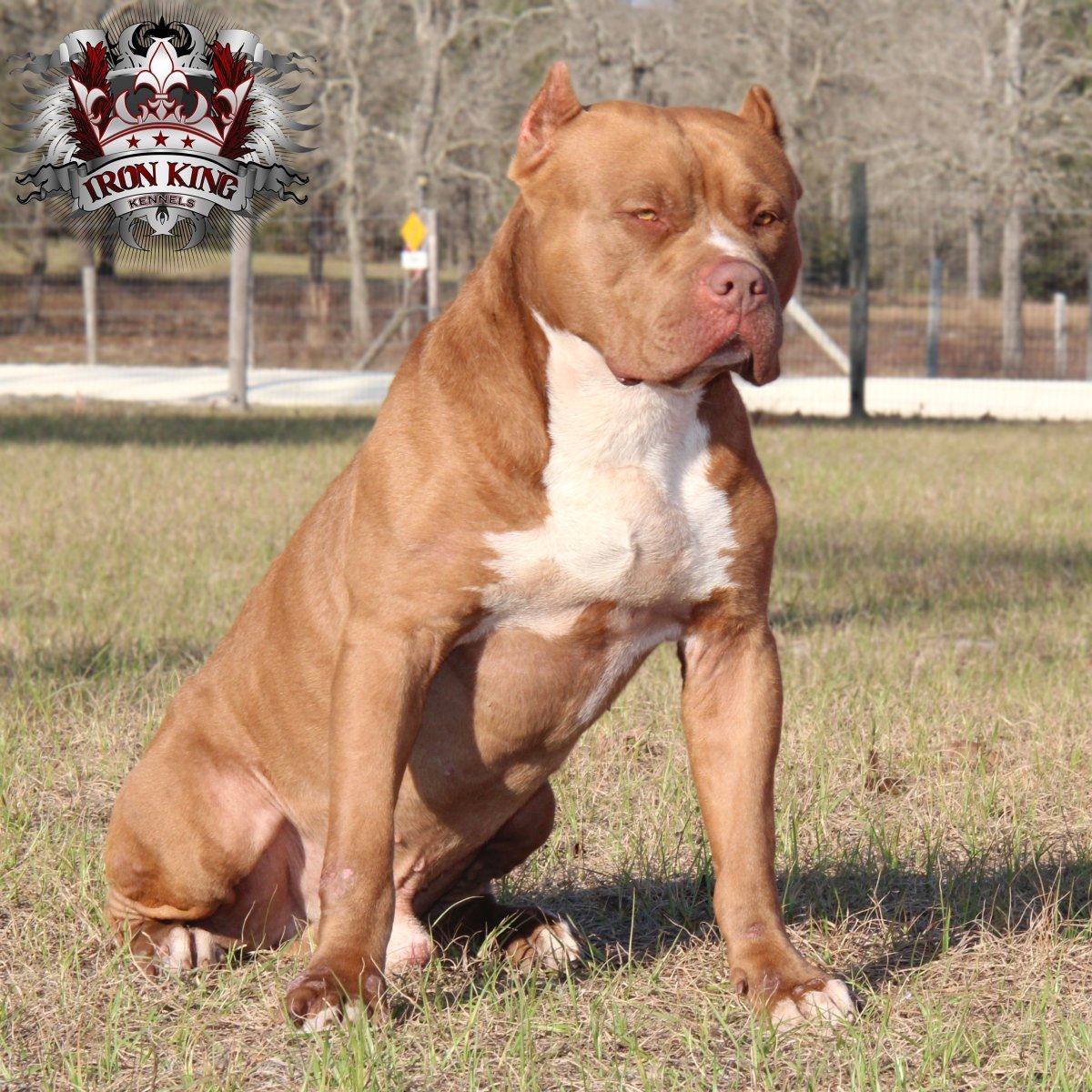 Питбуль Айрон Кинг