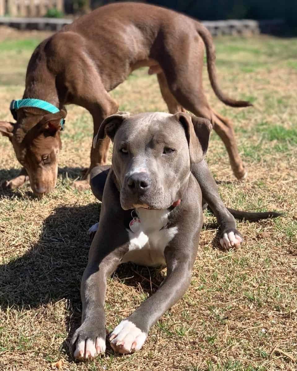 Колби порода питбуль