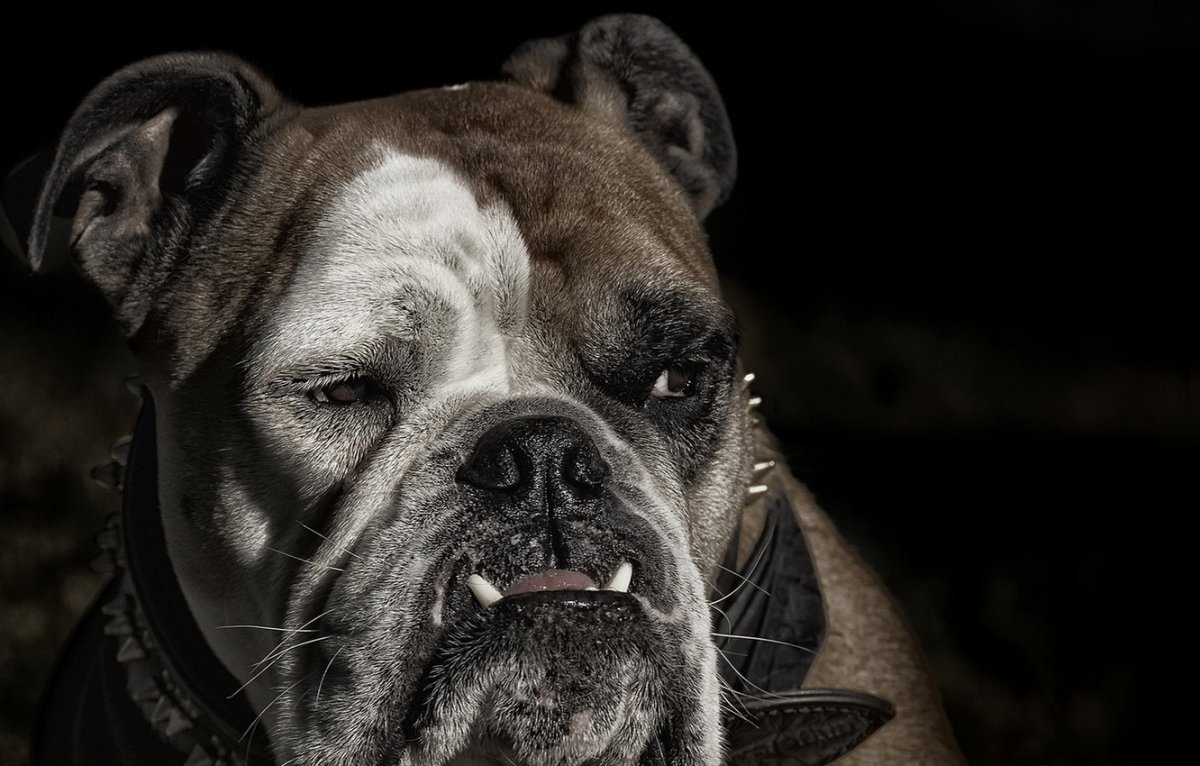 Бульдог английский Бойцовский