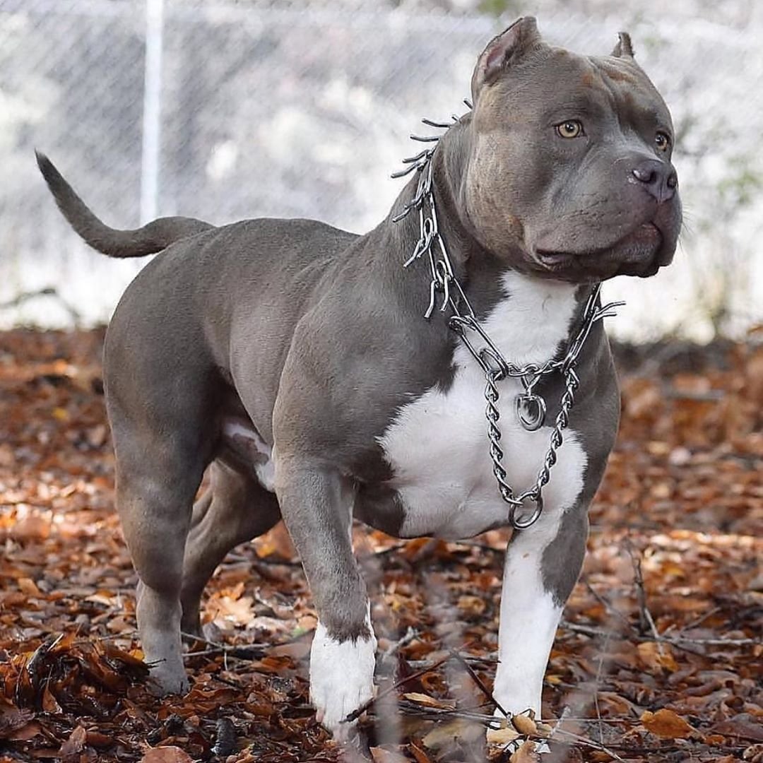 Американский стаффордширский терьер серый