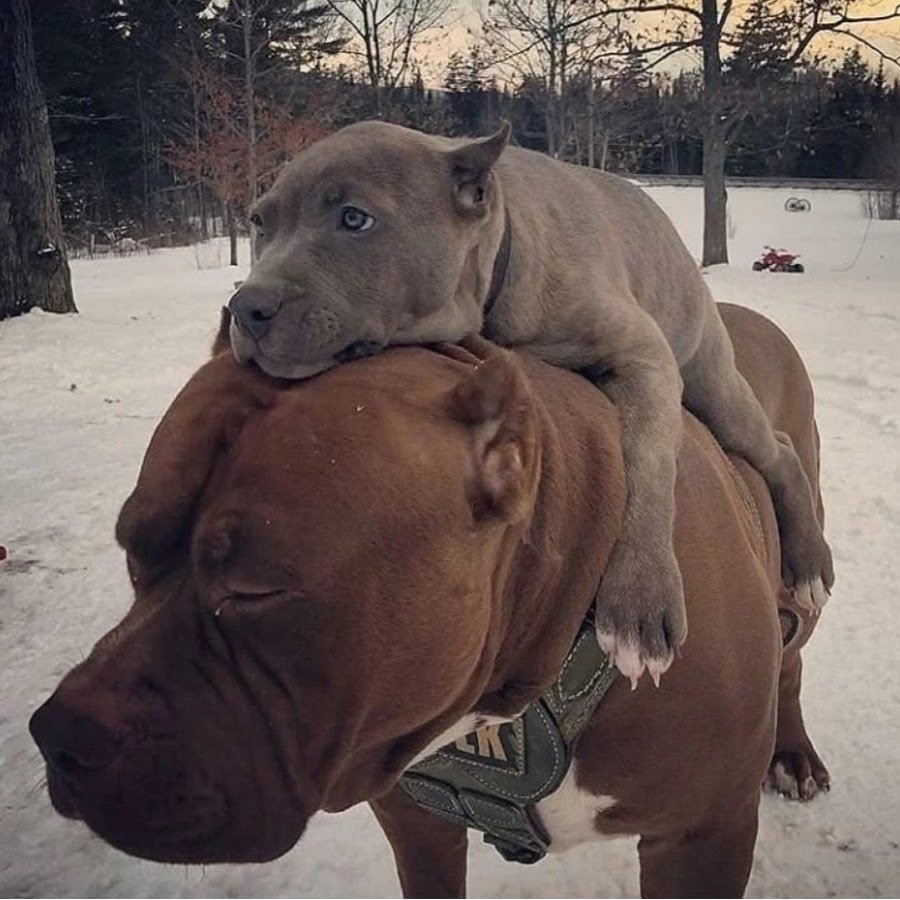 Королевский питбуль