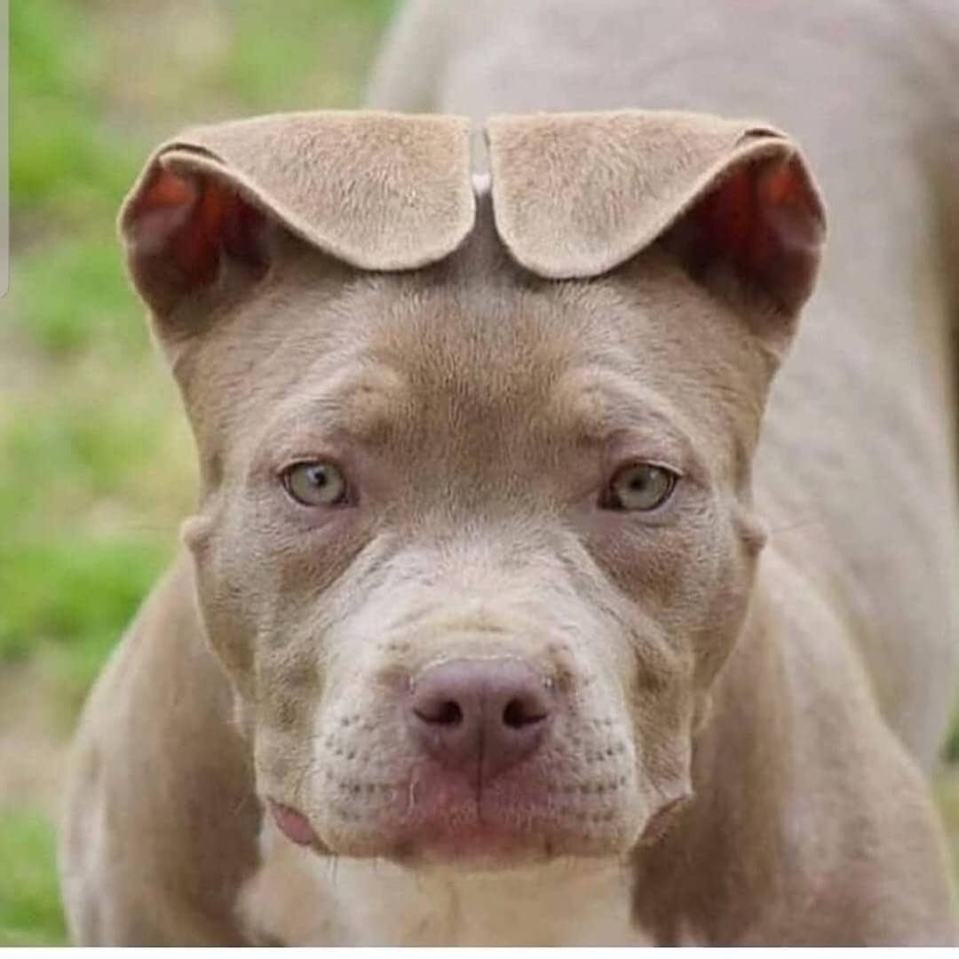 Стаффордширский терьер лиловый