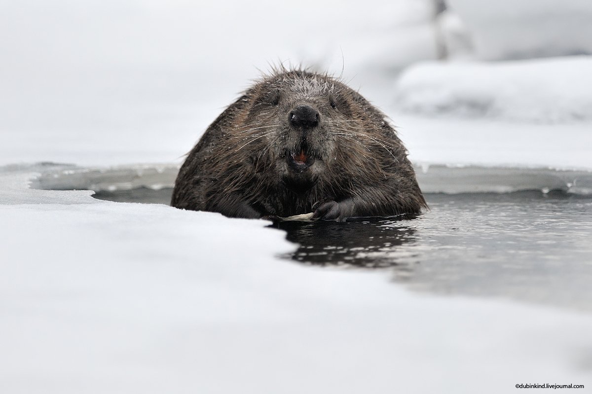 Морская выдра калан и камень