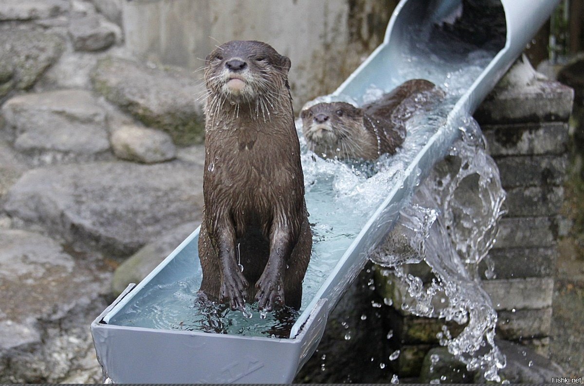 Бобр плавает