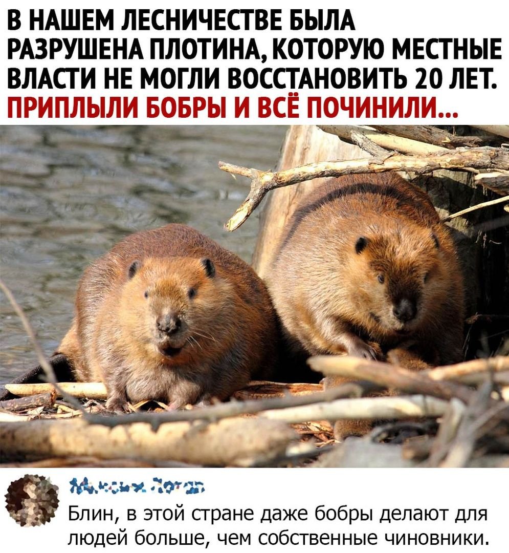 Калан морская выдра среда обитания