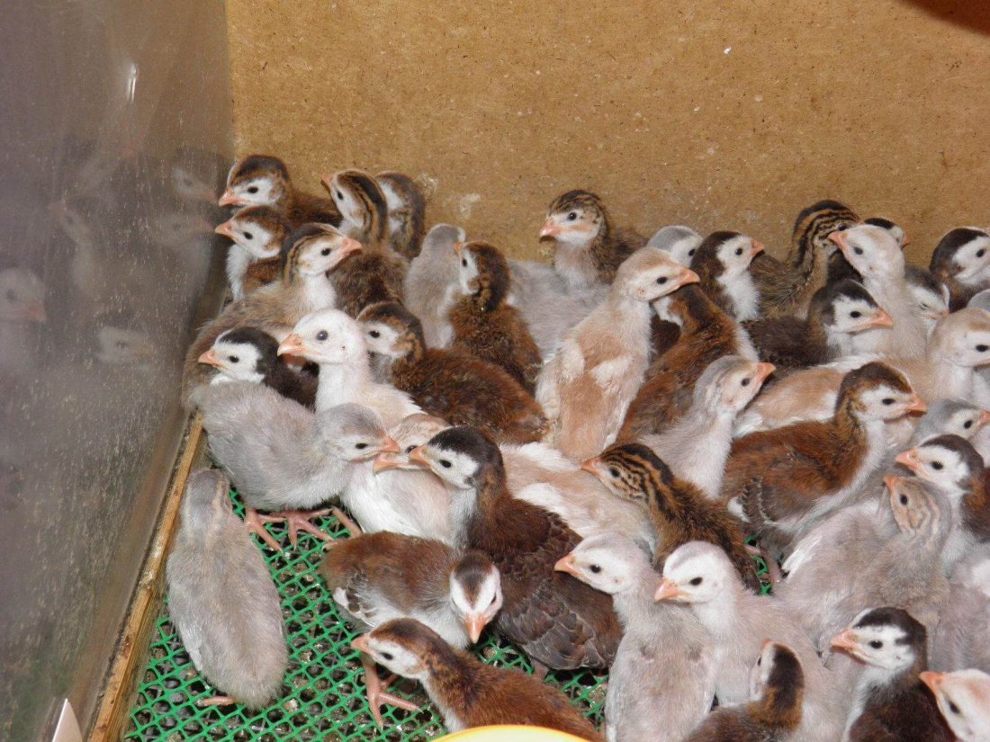 Цесарята суточные