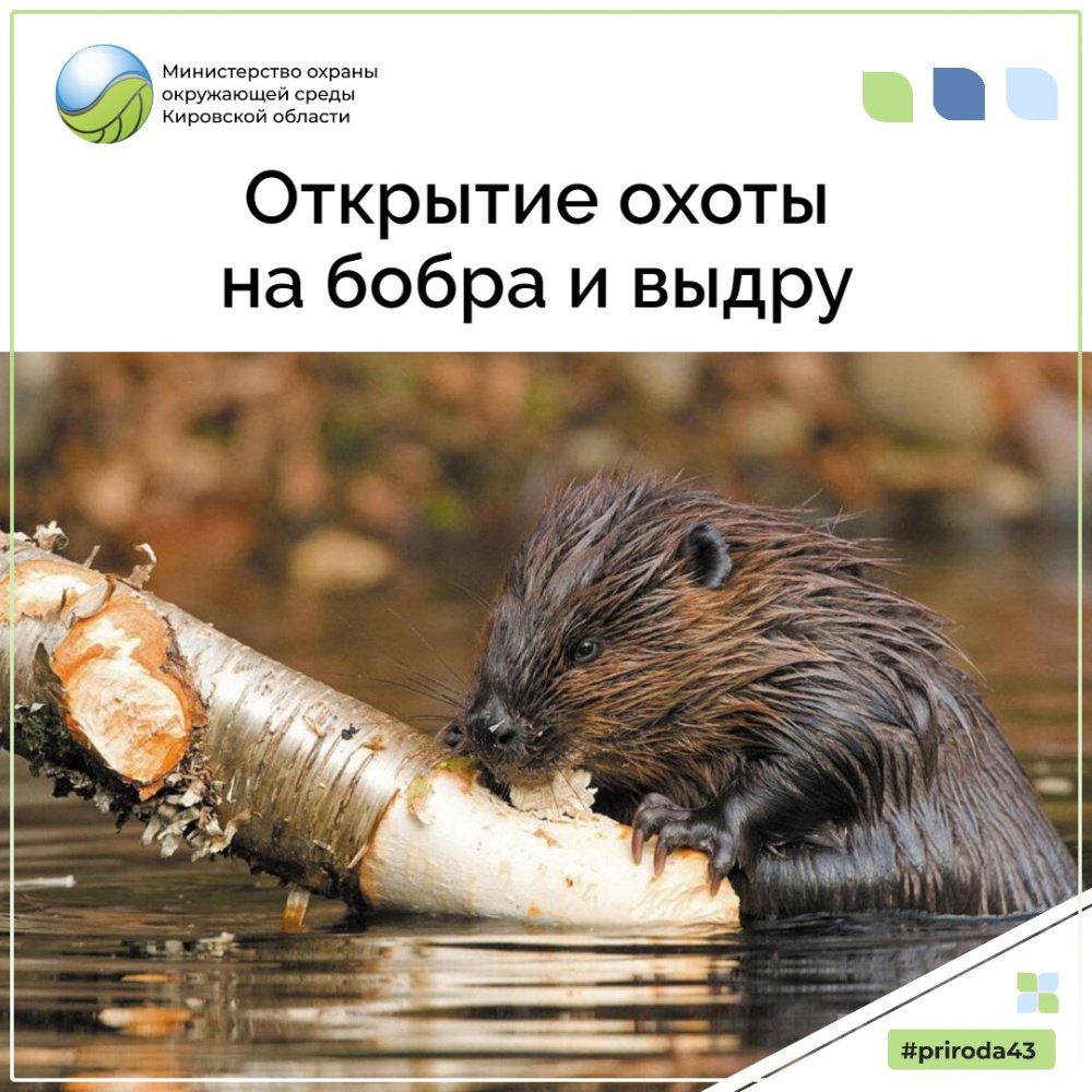 Пара Бобров природа