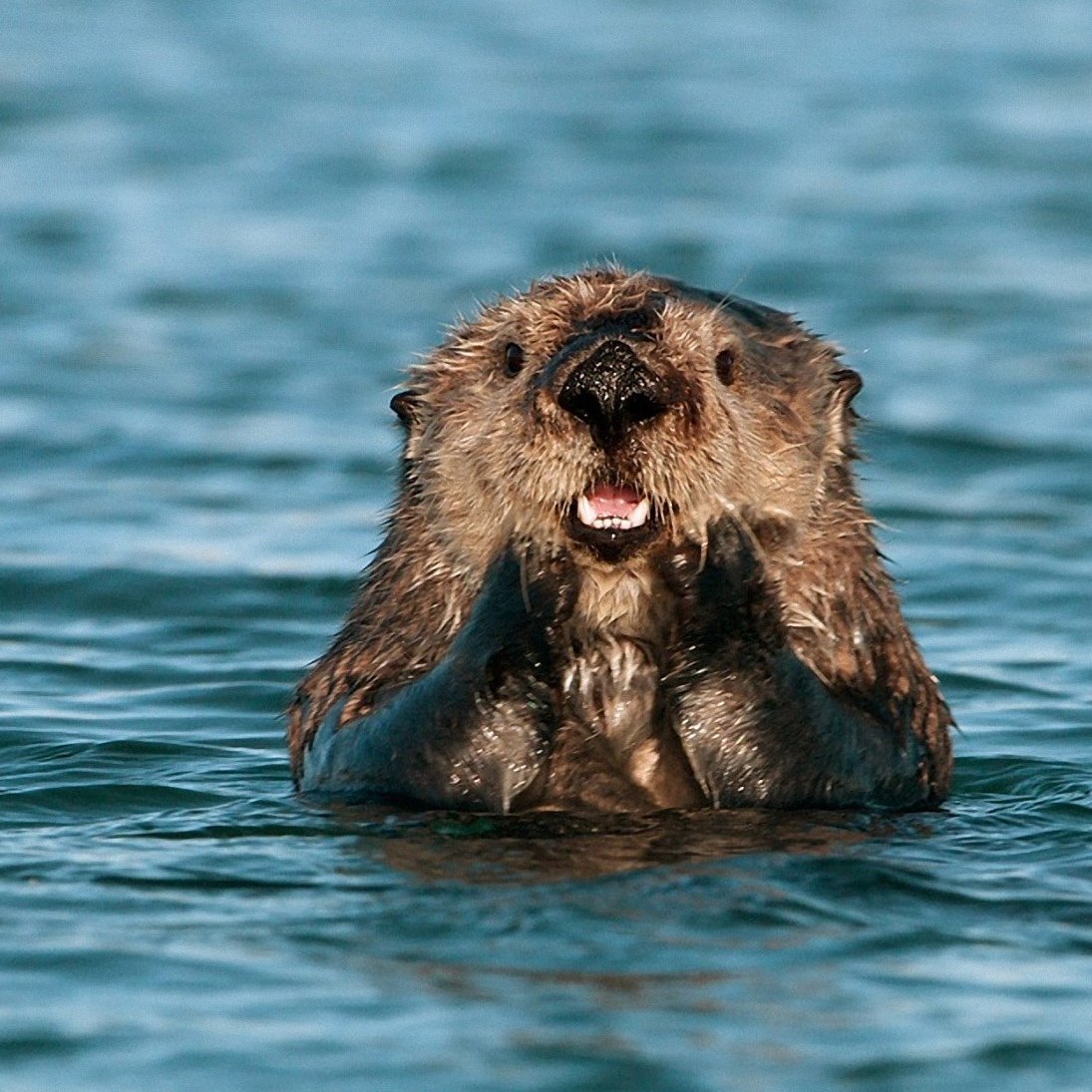 Морские выдры спят