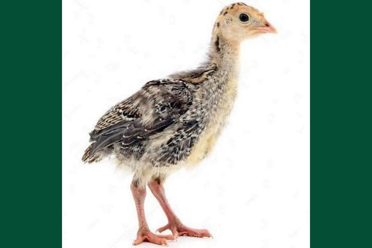 Индушонок набэлом фонэ