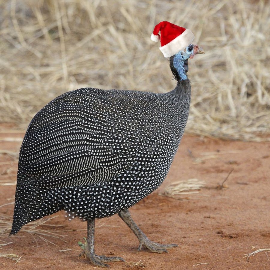 Картинки для детей Цесарь цесарка