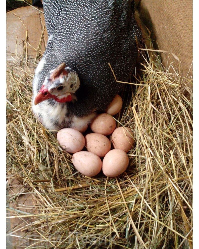 Цесариные яйца