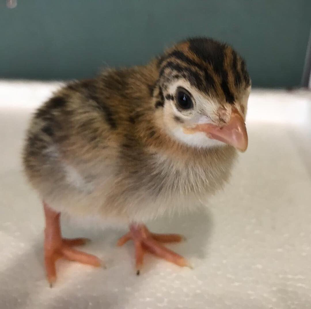 Индюшата цесарята цыплята