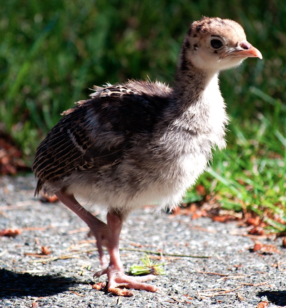 Птенец индюка