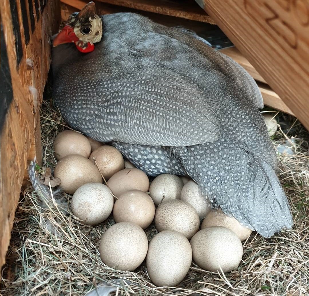 Цесарка белая Волжская