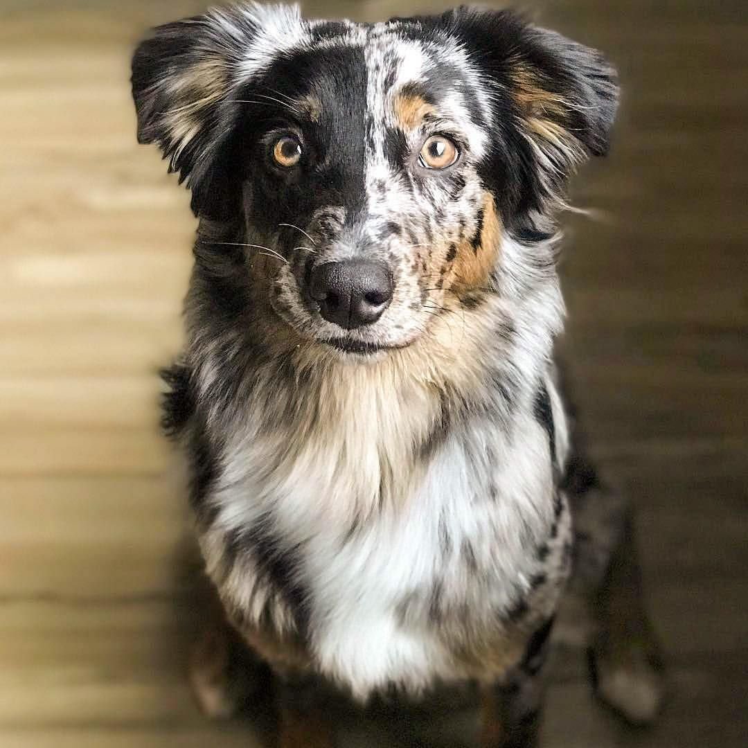 Анатолийская овчарка кангал