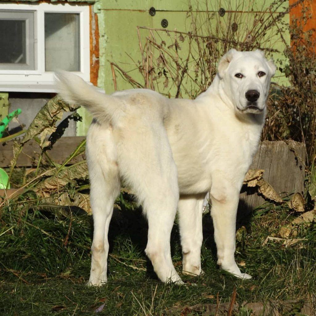 Анатолийская овчарка Карабаш