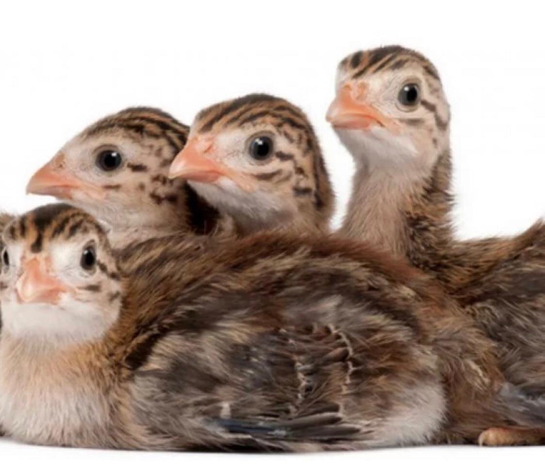Птенцы цесарки