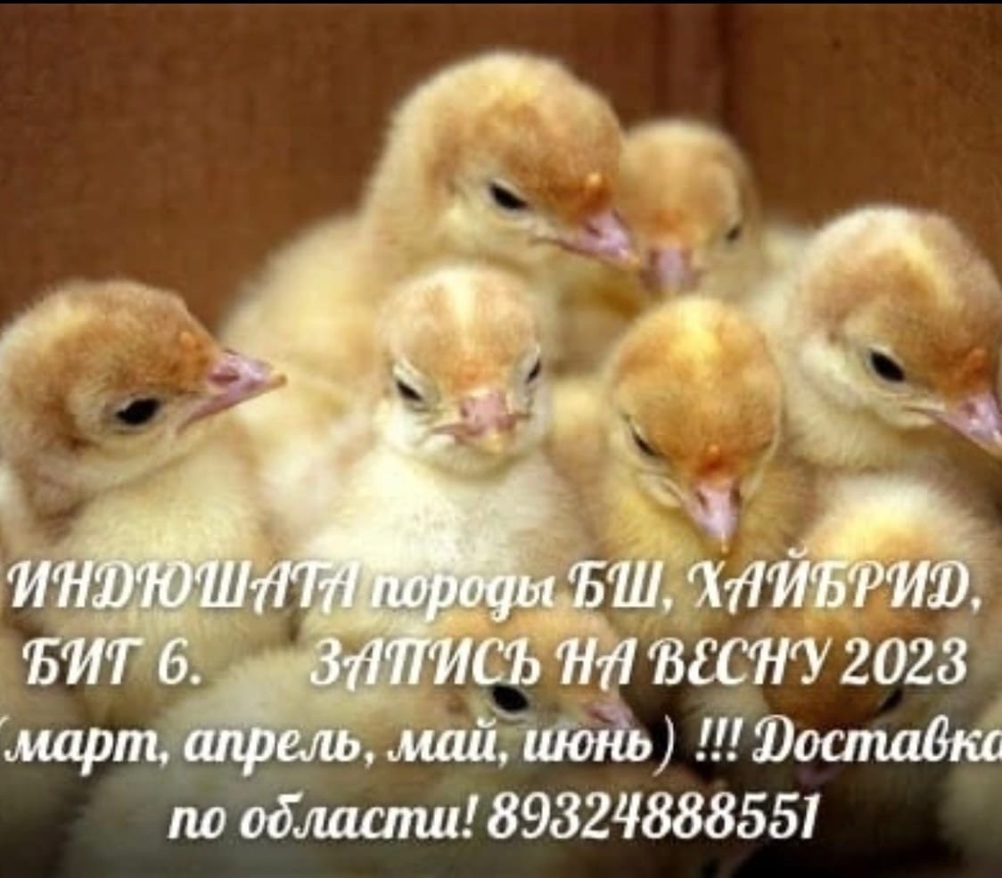 Индюки маленькие фото