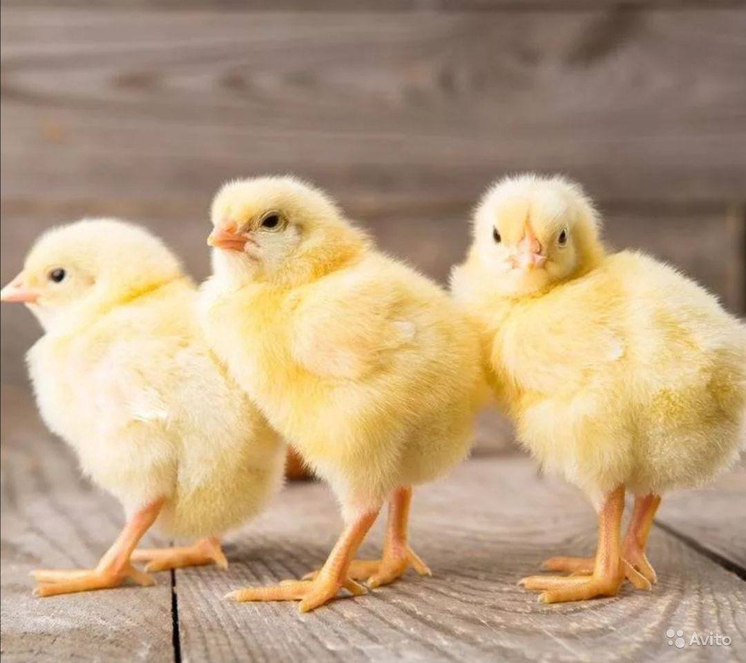 Цыплята Кобб 500