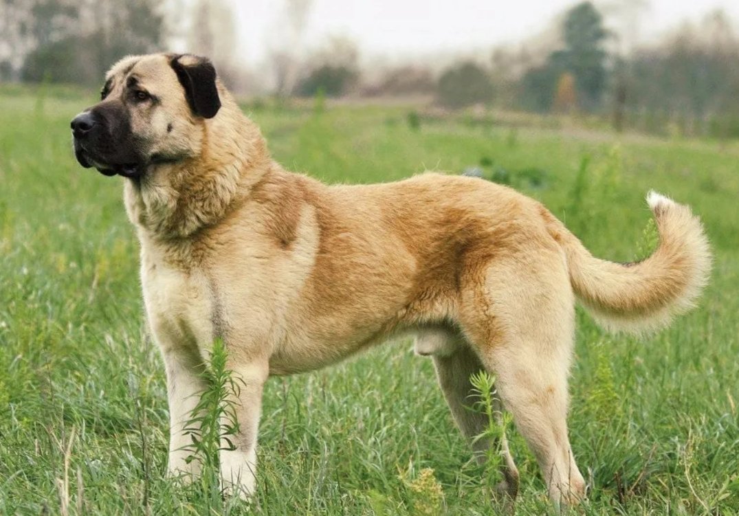 Анатолийская овчарка