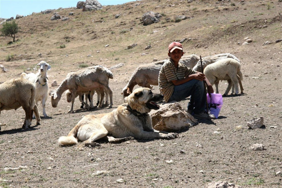 Турецкий кангал пасет овец