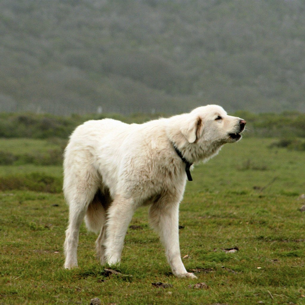 Волкодав Акбаш