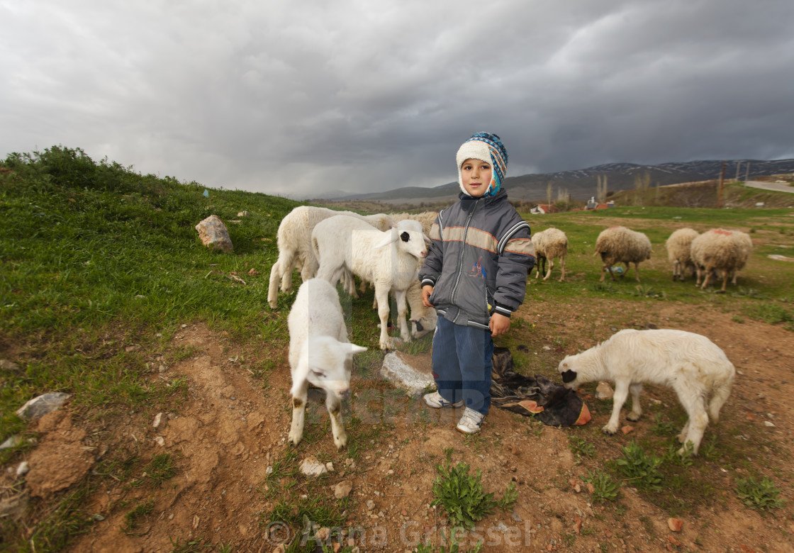 Собака пастух