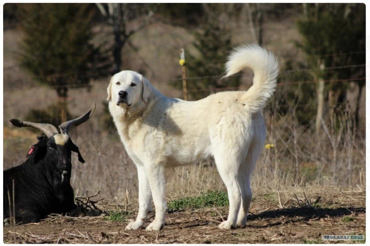 Аусси австралийская овчарка