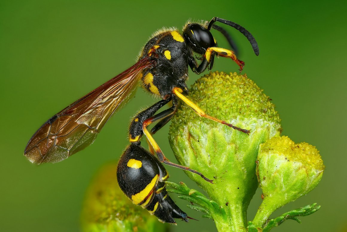 Пилюльная Гончарная Оса