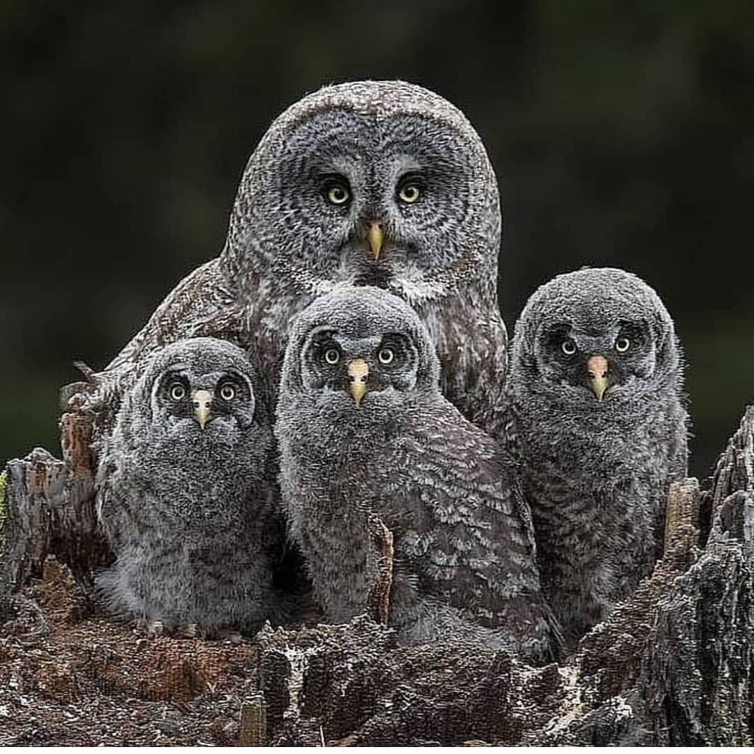 Сова неясыть бородатая птенец