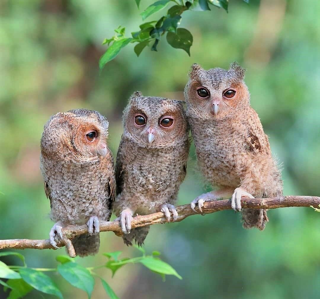 Перуанская карликовая Сова