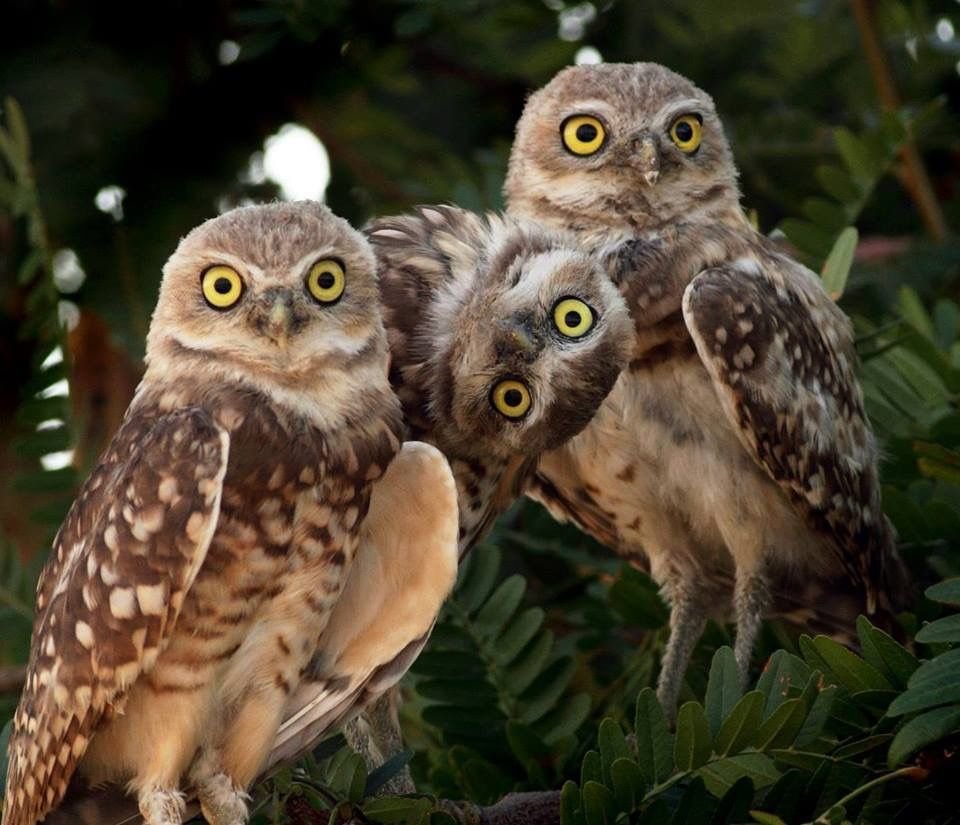 Филин семейства совиных