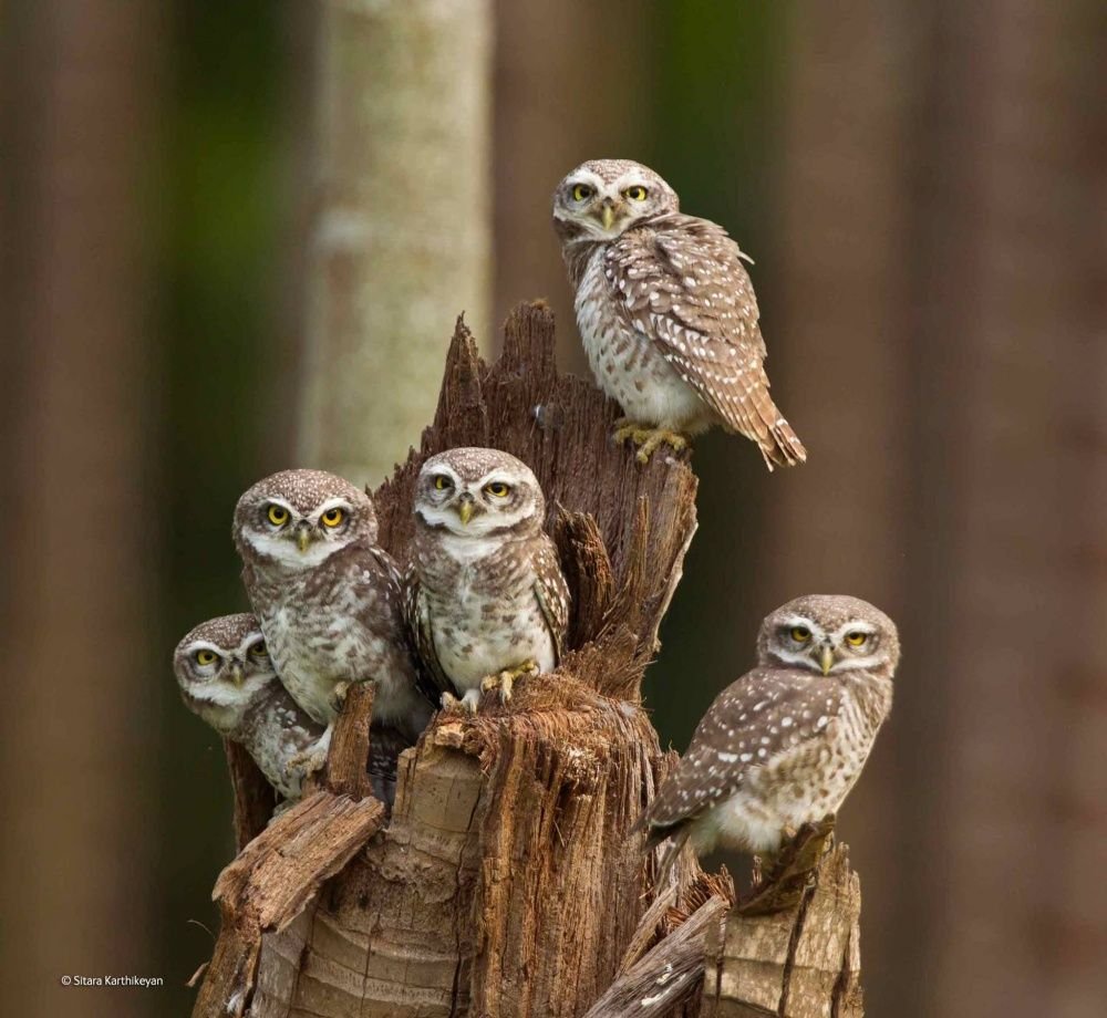 Семейство сов