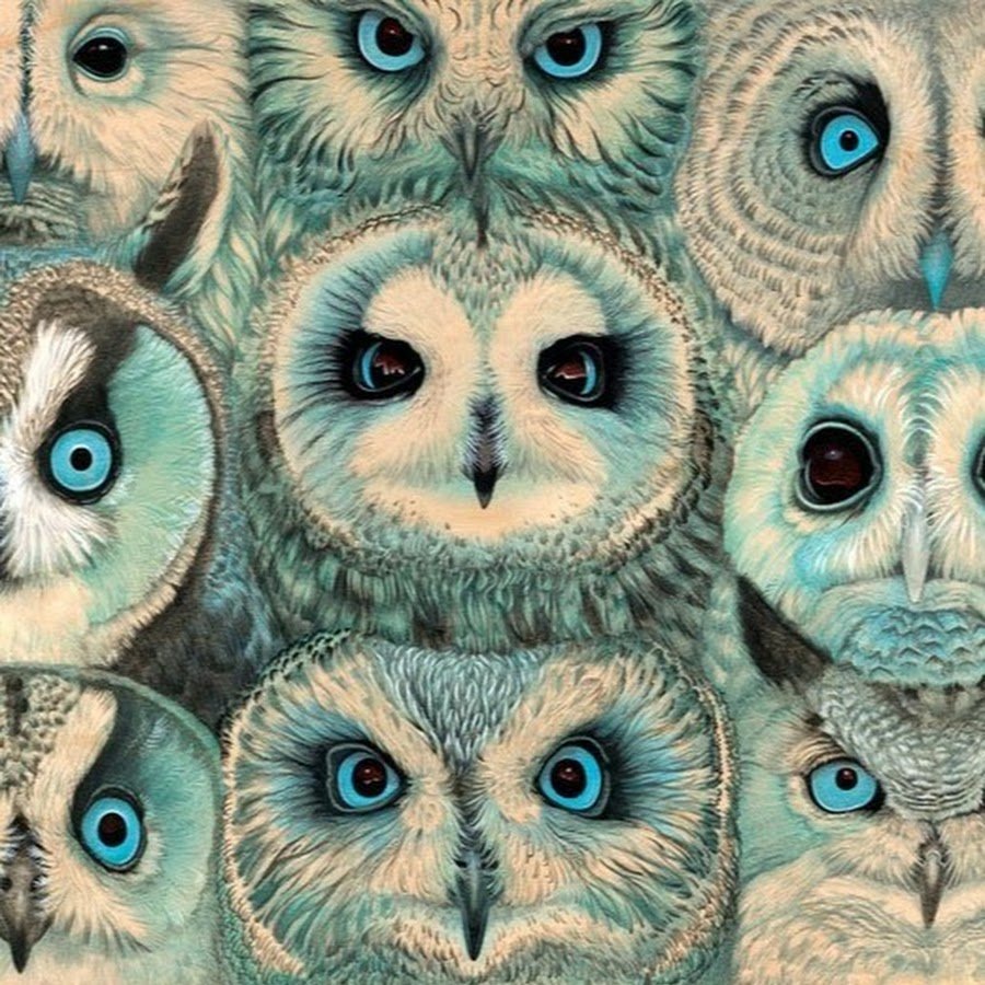 Много сов на одной картинке