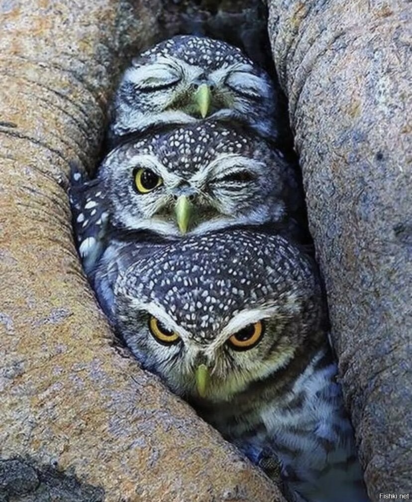 Чудные Совы